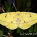 moth_ph_h_0020_cos2315.jpg